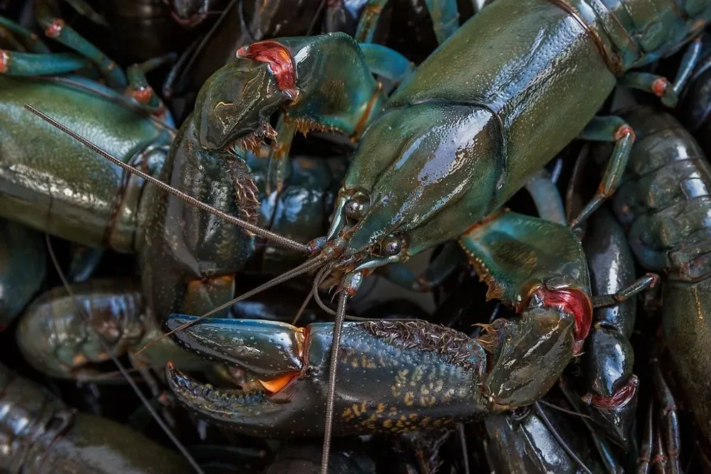 Fresh Margaret River marron